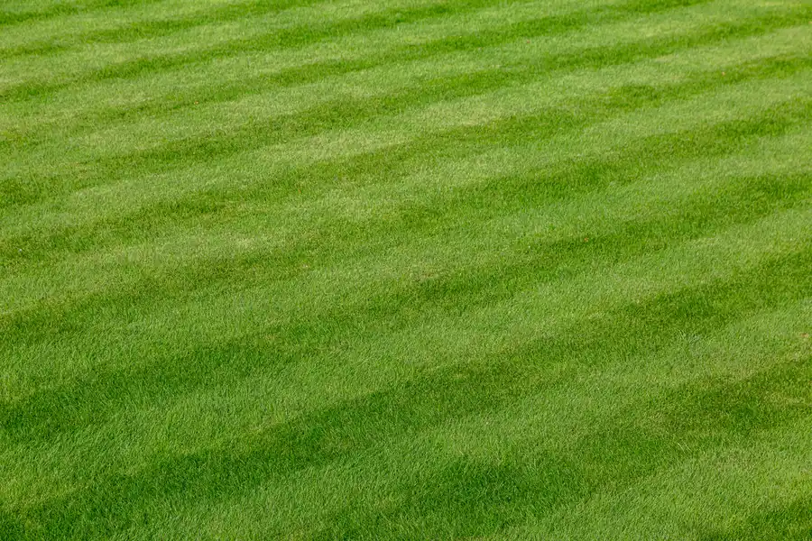 How Lawn Care Services Keep Your Yard Healthy Year-round Hinsdale, IL How Lawn Care Services Keep Your Yard Healthy Year-round Hinsdale, IL