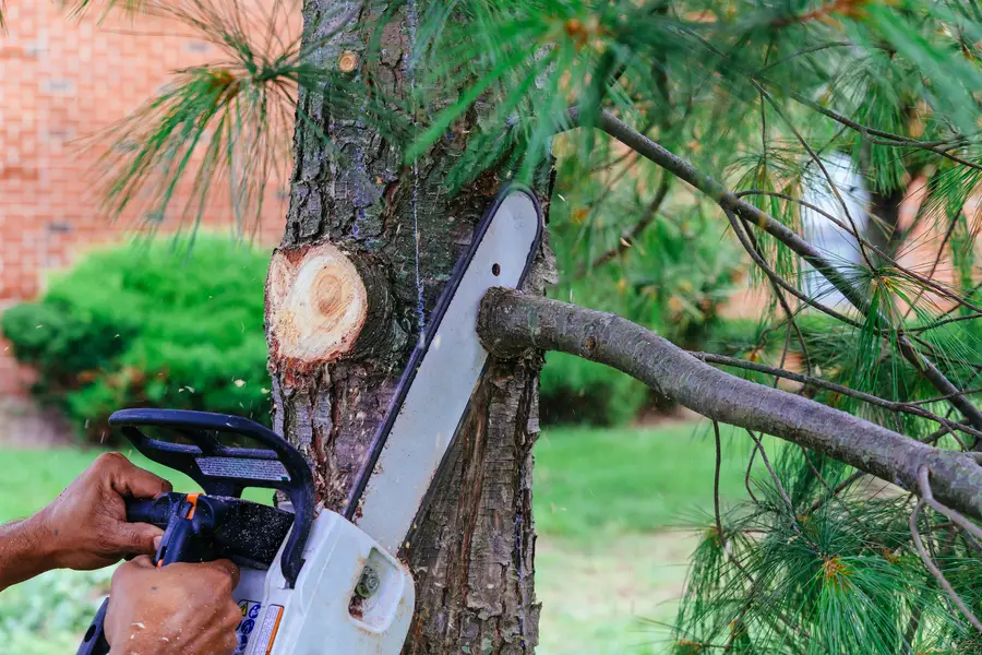 How Tree Services Can Improve Your Yards Curb Appeal Hinsdale, IL How Tree Services Can Improve Your Yards Curb Appeal Hinsdale, IL