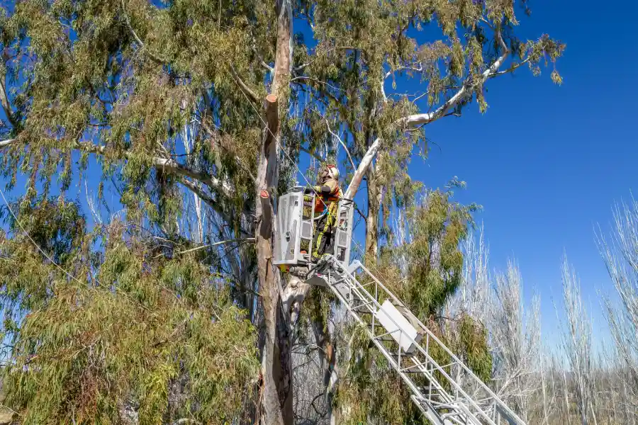 How Tree Services Improve Your Yards Overall Health Hinsdale, IL How Tree Services Improve Your Yards Overall Health Hinsdale, IL