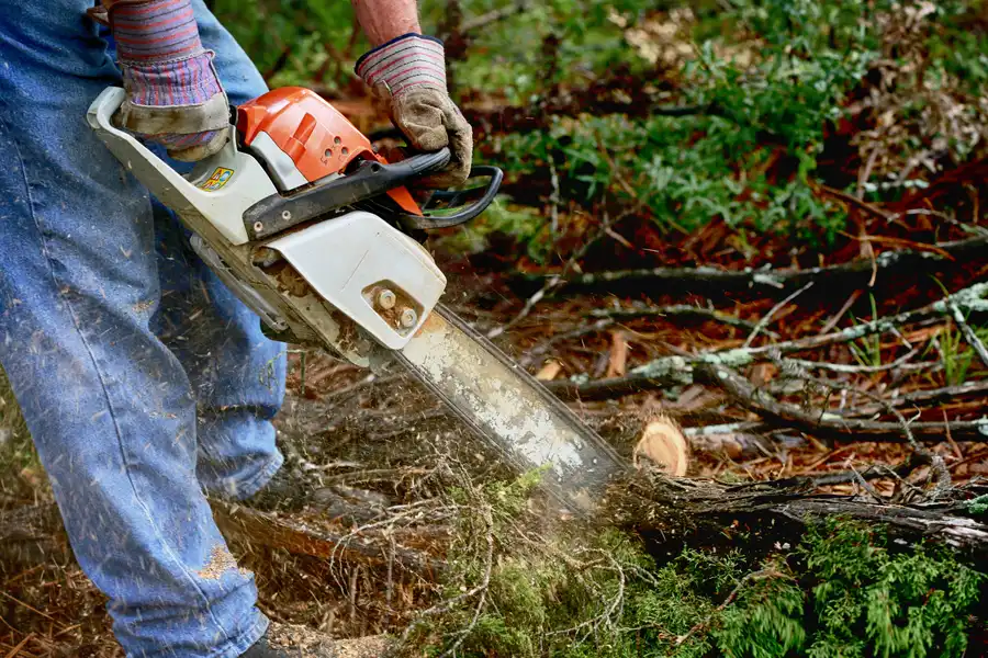 How Tree Services Improve Your Yards Overall Health in Hinsdale, IL How Tree Services Improve Your Yards Overall Health in Hinsdale, IL