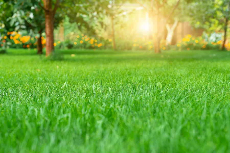 The Importance Of Seasonal Lawn Care For Long-term Health Hinsdale, IL The Importance Of Seasonal Lawn Care For Long-term Health Hinsdale, IL